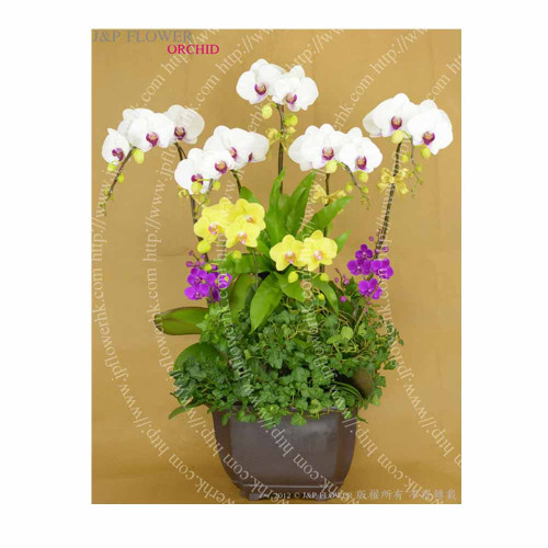 Premium Orchid-OR174-Flower Shop 20