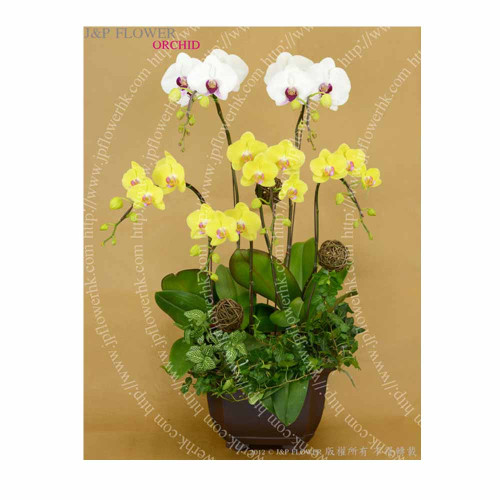 Orchid for opening celebration, orchid gift-OR176-Flower Shop 20